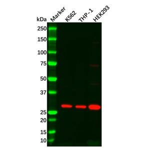 aladdin 阿拉丁 Ab099377 Recombinant DDIT3 Antibody Recombinant (R02-6A3); Rabbit anti Human DDIT3 Antibody; WB, IHC; Unconjugated