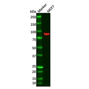 aladdin 阿拉丁 Ab100564 DTX3L Antibody pAb; Rabbit anti Human DTX3L Antibody; WB; Unconjugated