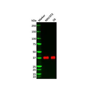 aladdin 阿拉丁 Ab100604 Recombinant DUSP6 Antibody Recombinant (R07-6C1); Rabbit anti Human DUSP6 Antibody; WB, IHC; Unconjugated