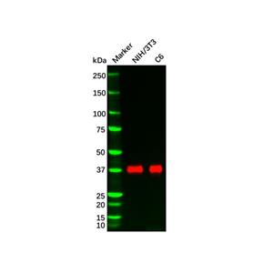 Recombinant DUSP6 Antibody,Recombinant DUSP6 Antibody