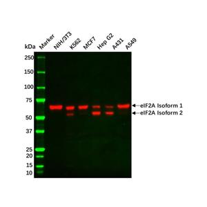 aladdin 阿拉丁 Ab101265 Recombinant eIF2A Antibody Recombinant (R08-8E2); Rabbit anti Human eIF2A Antibody; WB, ICC, IF; Unconjugated