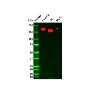 aladdin 阿拉丁 Ab102106 Recombinant HER3/ErbB3 Antibody Recombinant (R05-3F7); Rabbit anti Human HER3/ErbB3 Antibody; WB; Unconjugated