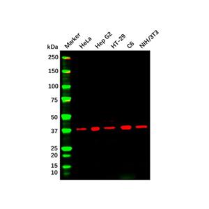 aladdin 阿拉丁 Ab102232 ERK2 Mouse mAb mAb (D17); Mouse anti Human ERK2 Antibody; WB; Unconjugated