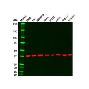 aladdin 阿拉丁 Ab102233 Recombinant ERK2 Antibody Recombinant (R07-1A9); Rabbit anti Human ERK2 Antibody; WB, IHC, IF, ICC; Unconjugated