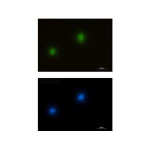 Recombinant ERK2 Antibody,Recombinant ERK2 Antibody