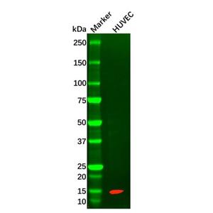 FABP4 Mouse mAb,FABP4 Mouse mAb