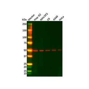 aladdin 阿拉丁 Ab102760 Recombinant FADS1 Antibody Recombinant (R02-1F0); Rabbit anti Human FADS1 Antibody; WB, IHC, ICC, IF; Unconjugated