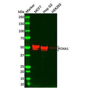 aladdin 阿拉丁 Ab103911 Recombinant FOXA1 Antibody Recombinant (R04-5A7); Rabbit anti Human FOXA1 Antibody; WB, ICC, IF; Unconjugated