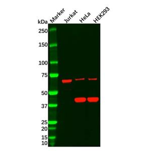 Recombinant Frizzled 8 Antibody,Recombinant Frizzled 8 Antibody