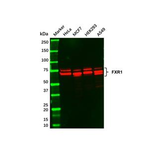 aladdin 阿拉丁 Ab104281 Recombinant FXR1 Antibody Recombinant (R03-0I1); Rabbit anti Human FXR1 Antibody; WB, IF, ICC, IHC; Unconjugated