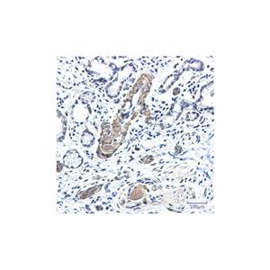 Recombinant FXR1 Antibody,Recombinant FXR1 Antibody