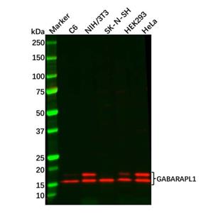 aladdin 阿拉丁 Ab104445 GABARAPL1 Antibody pAb; Rabbit anti Human GABARAPL1 Antibody; WB, IHC, Flow; Unconjugated