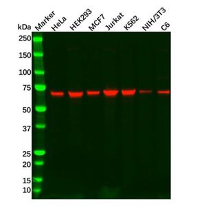 Recombinant GAD67 Antibody,Recombinant GAD67 Antibody