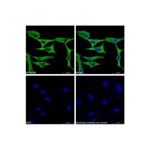 Recombinant GAPDH Antibody,Recombinant GAPDH Antibody