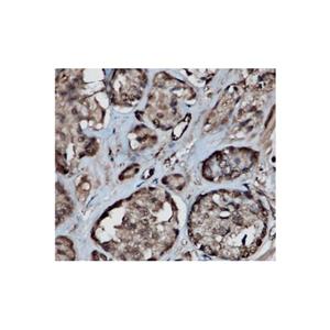 Recombinant GAPDH Antibody,Recombinant GAPDH Antibody