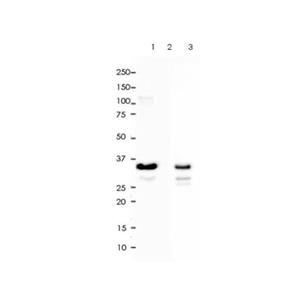 Recombinant GAPDH Antibody,Recombinant GAPDH Antibody