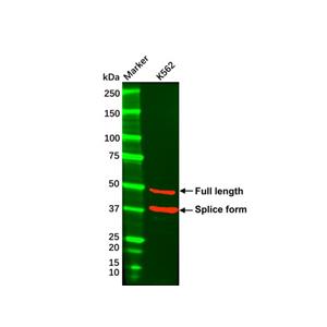 Recombinant GATA3 Antibody,Recombinant GATA3 Antibody