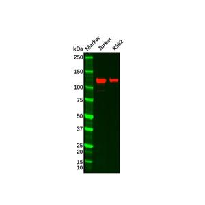 aladdin 阿拉丁 Ab105163 Recombinant GEF H1 Antibody Recombinant (R03-3D1); Rabbit anti Human GEF H1 Antibody; WB; Unconjugated