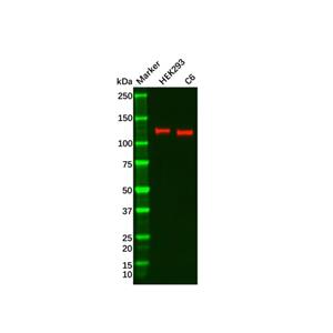 Recombinant GEF H1 Antibody,Recombinant GEF H1 Antibody