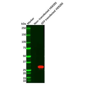 aladdin 阿拉丁 Ab105277 Recombinant GFP Antibody Recombinant (R04-6A1); Rabbit anti GFP Antibody; WB; Unconjugated
