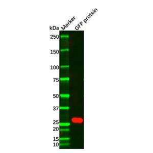 Recombinant GFP Antibody,Recombinant GFP Antibody