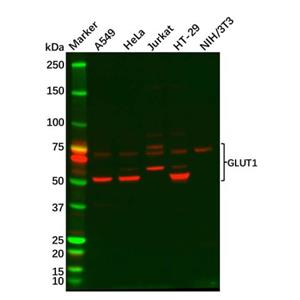 aladdin 阿拉丁 Ab105588 Glucose Transporter GLUT1 Antibody pAb; Rabbit anti Human Glucose Transporter GLUT1 Antibody; WB; Unconjugated