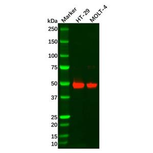 Recombinant GPA33 Antibody,Recombinant GPA33 Antibody