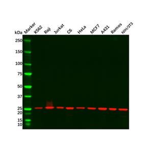 aladdin 阿拉丁 Ab106387 GRB2 Mouse mAb mAb (5G3-E7-F11); Mouse anti Human GRB2 Antibody; WB; Unconjugated