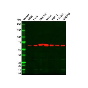 aladdin 阿拉丁 Ab107009 HDAC1 Mouse mAb mAb (E22); Mouse anti Human HDAC1 Antibody; WB, IHC, IF, ICC; Unconjugated