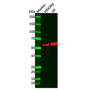 Recombinant HDAC2 Antibody,Recombinant HDAC2 Antibody