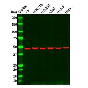 HDAC3 Mouse mAb,HDAC3 Mouse mAb