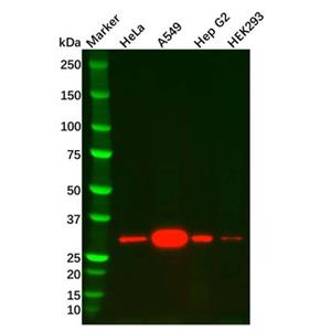 aladdin 阿拉丁 Ab107173 Heme Oxygenase 1 Mouse mAb mAb (A4); Mouse anti Human Heme Oxygenase 1 Antibody; WB, IHC; Unconjugated