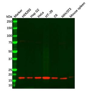 aladdin 阿拉丁 Ab107338 HES5 Antibody pAb; Rabbit anti Human HES5 Antibody; WB; Unconjugated