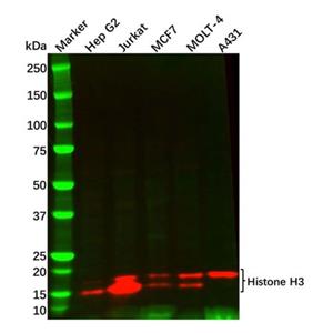 Recombinant Histone H3 Antibody,Recombinant Histone H3 Antibody