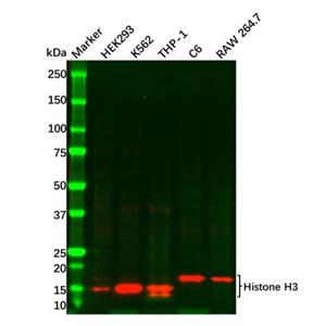 Recombinant Histone H3 Antibody,Recombinant Histone H3 Antibody