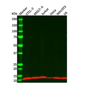 IL22 Mouse mAb,IL22 Mouse mAb