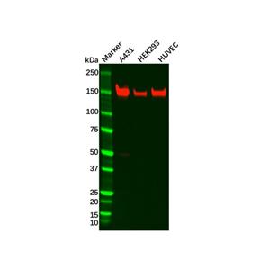 aladdin 阿拉丁 Ab110755 Recombinant Integrin alpha 2 Antibody Recombinant (R09-7C3); Rabbit anti Human Integrin alpha 2 Antibody; WB, IHC; Unconjugated