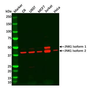 aladdin 阿拉丁 Ab111518 Recombinant JNK1 Antibody Recombinant (R08-7H1); Rabbit anti Human JNK1 Antibody; WB; Unconjugated