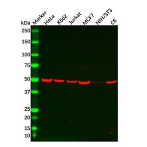 aladdin 阿拉丁 Ab111538 Recombinant JNK3 Antibody Recombinant (R01-7J2); Rabbit anti Human JNK3 Antibody; WB; Unconjugated