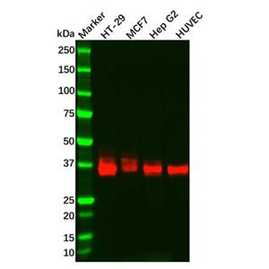 aladdin 阿拉丁 Ab111560 Recombinant JAM-A Antibody Recombinant (R04-4E1); Rabbit anti Human JAM-A Antibody; WB, ICC, IF; Unconjugated