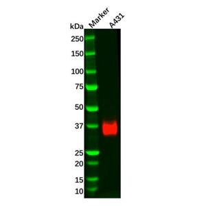 Recombinant JAM-A Antibody,Recombinant JAM-A Antibody