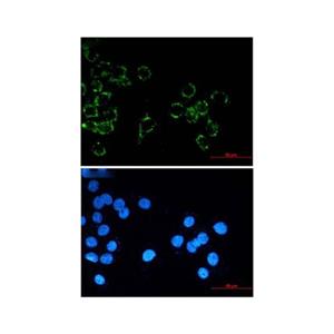 Recombinant JAM-A Antibody,Recombinant JAM-A Antibody