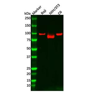 aladdin 阿拉丁 Ab111752 Recombinant KAT2A/GCN5 Antibody Recombinant (R05-2C1); Rabbit anti Human KAT2A/GCN5 Antibody; WB; Unconjugated