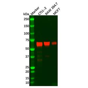 Recombinant Keap1 Antibody,Recombinant Keap1 Antibody