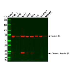 aladdin 阿拉丁 Ab112659 Recombinant Lamin B1 Antibody Recombinant (R05-8D6); Rabbit anti Human Lamin B1 Antibody; WB, IHC; Unconjugated