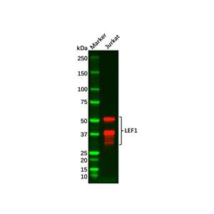 Recombinant LEF1 Antibody,Recombinant LEF1 Antibody