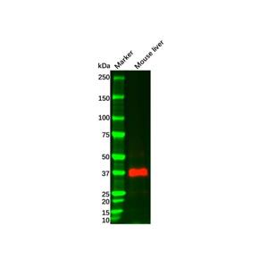 aladdin 阿拉丁 Ab113273 Liver Arginase Mouse mAb mAb (C8); Mouse anti Human Liver Arginase Antibody; WB, IHC; Unconjugated 