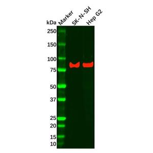 Recombinant LRP1 Antibody,Recombinant LRP1 Antibody