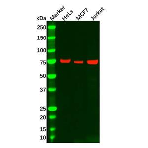 aladdin 阿拉丁 Ab114897 Recombinant MEKK2 Antibody Recombinant (R06-2K7); Rabbit anti Human MEKK2 Antibody; WB, IF, ICC; Unconjugated