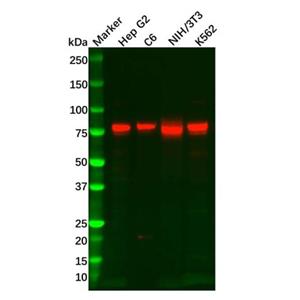 aladdin 阿拉丁 Ab115473 Recombinant Mitofusin 2 Antibody Recombinant (R56-8V-9); Rabbit anti Human Mitofusin 2 Antibody; WB, IHC, ICC, IF; Unconjugated